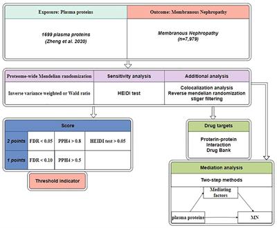 Potential therapeutic targets for membranous nephropathy: proteome-wide Mendelian randomization and colocalization analysis